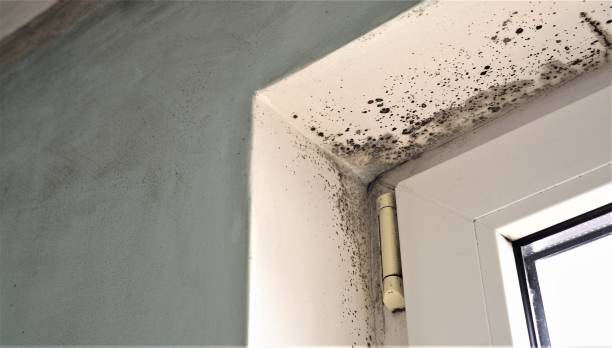 Best HVAC Mold Inspection and Cleaning  in Buena Park, CA