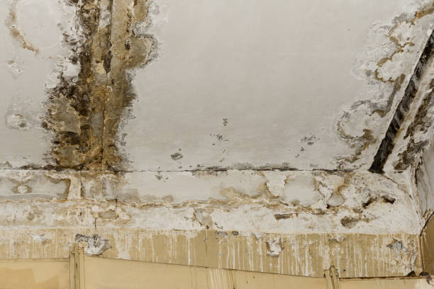 Best Asbestos and Lead Testing During Mold Inspection  in Buena Park, CA