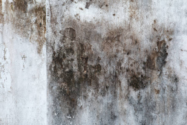 Reliable Buena Park, CA Mold Removal Solutions