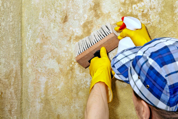 Asbestos and Lead Testing During Mold Inspection in Buena Park, CA