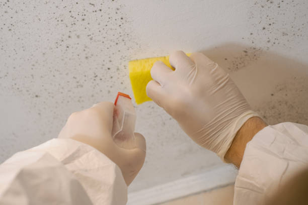 Best Air Quality Testing for Mold Spores  in Buena Park, CA