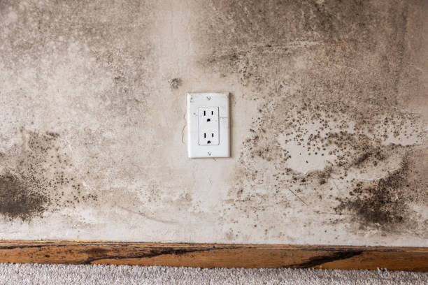 Best Industrial Mold Remediation  in Buena Park, CA