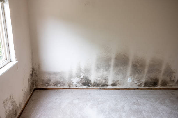 Best Commercial Mold Inspection  in Buena Park, CA