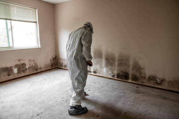 Best Mold Odor Removal Services  in Buena Park, CA